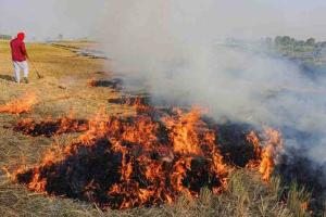 Fierce Blaze Engulfs Paddy Stacks in Hapur Village, Fire Crew Brings Situation Under Control