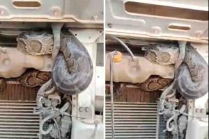 Massive Python Spotted at Kasimpur Power Station in Aligarh; CISF Conducts Swift Rescue After Video Goes Viral