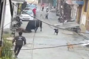 Stone-Throwing Attempt Backfires as Bull Attacks Elderly Ascetic in Uttar Pradesh Alley