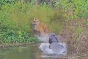Tiger Escapes Crocodile Attack in Rare Corbett Encounter, Video Captivates Social Media