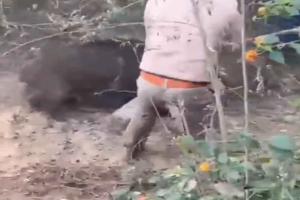 Wild Boar Mauls Forest Officer During Rescue Operation in Uttar Pradesh, Disturbing Video Sparks Concern
