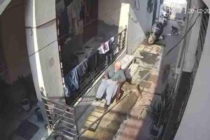 Elderly Woman Mauled by Monkey Swarm in Delhi, Raising Alarms Over Urban Wildlife Conflict