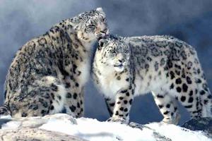 From Predators to Protectors: How a Himalayan Village Rewrote the Fate of the Ghost of the Mountains