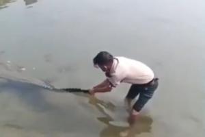 Giant Crocodile Mauls Local Resident in Bulandshahr After Misguided Rescue Attempt
