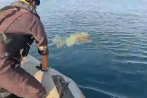 Guardian of the Seas: Indian Coast Guard Rescues Endangered Olive Ridley Turtles from Lethal Ghost Nets