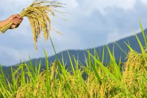 Indian Agricultural Markets Witness Price Volatility as Crop Arrivals Surpass MSP Benchmarks