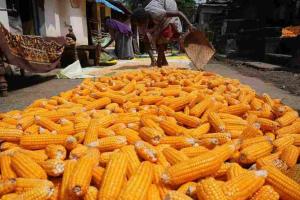 Karnataka Market Crisis: Maize and Soyabean Prices Plummet Below Government Support Levels