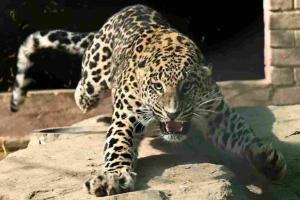 Leopard Sighting Triggers Panic in Ranikhet’s Chilianaula Neighborhood