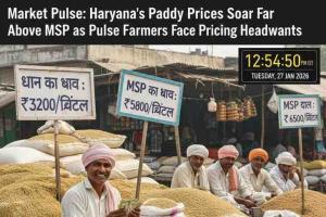 Market Pulse: Haryana’s Paddy Prices Soar Far Above MSP as Pulse Farmers Face Pricing Headwinds