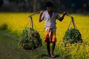 Market Reality Check: Gujarat’s Agriculture Sector Faces Pricing Volatility as Harvest Season Peaks