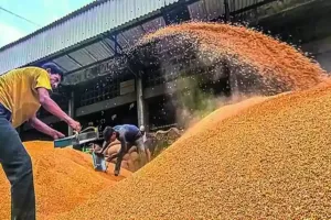 Market Reality Check: Major Crops Trade Below Government MSP as Harvest Arrivals Surge