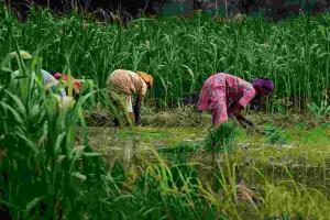 Market Reality: Farmers Navigate Volatility as Prices Seesaw Across Andhra Pradesh’s Major Agricultural Hubs