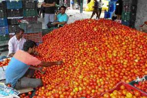 Market Volatility Hits Jaipur as Tomato Prices Plunge Amid Surging Supply Volumes