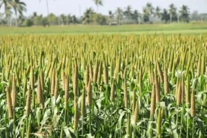 Market Volatility Hits Udaipur as Maize and Bajra Slip Below Support Benchmarks