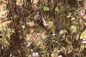 Massive Python Emerges from Hibernation Amid Winter Chill in Gonda, Sparking Local Panic