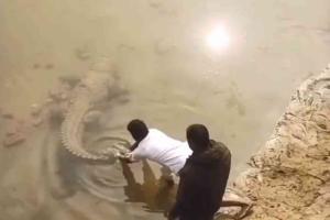 Near-Fatal Recklessness in Kasganj: Viral Video Captures Men Provoking 'Dormant' Crocodile
