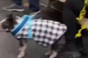 Porcine Companions: Why Pigs are Ousting Dogs in the Modern Western Home