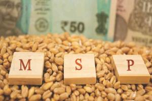 Premium Over Protection: Mumbai Markets Witness Significant Surge in Commodity Prices Above MSP