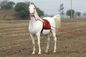 The Five-Crore Stallion: Marwari Horse 'Kaka' Steals the Spotlight at Haryana Livestock Expo