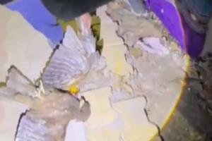 Aerial Rescue in Saharanpur: Stranded Eagle Saved After Two-Day Ordeal in Lethal Chinese Manjha