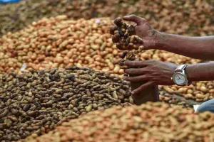 Andhra Pradesh Market Watch: Groundnut Prices Surge as Pulses and Cereals Hold Steady