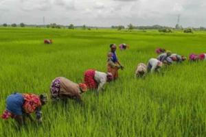 Bihar Agricultural Markets Show Resilience as Paddy Trading Aligns Closely with Federal Support Prices