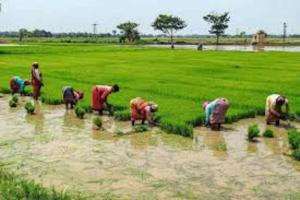 Bihar Market Watch: Paddy Holds Steady at MSP as Vegetable Prices Face Volatility