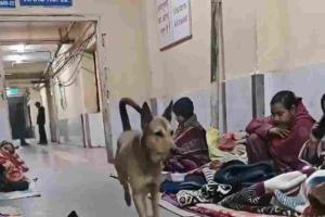 Canine Intrusion at Delhi’s GTB Hospital Sparks Urgent Safety and Hygiene Concerns