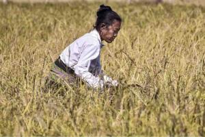 Chhattisgarh Updates Minimum Support Prices for 2026-27 as Paddy Markets Gain Early Momentum