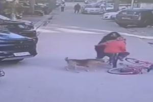 Chilling CCTV Footage Captures Owner’s Indifference as Pet Dog Mauls Worker in Gurugram