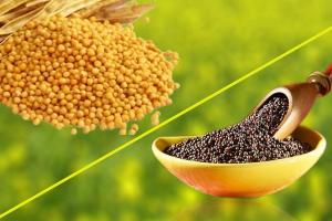 Market Dynamics Shift as Mustard and Pulses Surge Above MSP in Assam