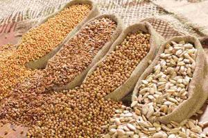 Gujarat Grain and Oilseed Markets Stabilize as 2026-27 Marketing Season Commences