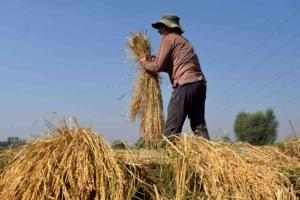 Gujarat Market Watch: Major Crops Struggle to Meet MSP Amid Fluctuating Arrivals