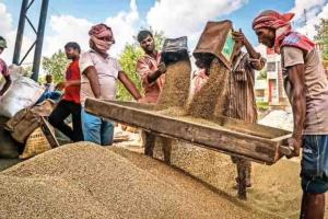 Haryana Market Update: Bajra Prices Plummet Below MSP as Vegetable Volatility Hits Growers