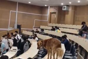 Is This the Smartest Dog in India? Watch What Happened When a Stray Walked Into an IIT Classroom.