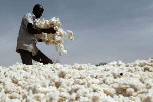 Karnataka Market Trends: High-Value Commodities Outperform Support Benchmarks Amid Robust Demand