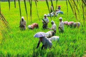 Kerala’s Agricultural Landscape Witnesses Price Surge as Commodity Markets Outpace Federal Minimums