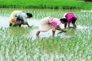 Maharashtra Agricultural Markets Rally Above Support Prices as Cereals and Cotton Lead Gains