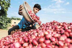Maharashtra’s Agricultural Markets See Bullish Trends as Market Rates Surge Past Minimum Support Levels