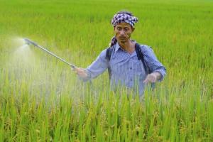 Market Divergence: Rajasthan’s Agricultural Sector Grapples with MSP Disparities Amid Shifting Arrivals