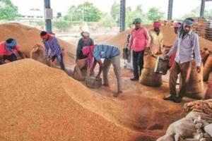 Market Dynamics Clash with Support Floors as Chhattisgarh Harvest Enters High Gear
