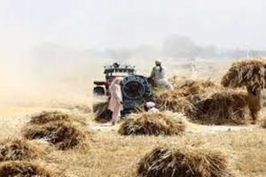 Market Dynamics Shift Across Haryana as New MSP Rates Meet Varied Trading Realities