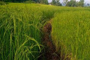 Market Dynamics Shift as Maharashtra’s Grain Prices Surge Past Federal Support Benchmarks