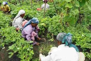 Market Dynamics: Rajasthan’s Agri-Sector Navigates Price Fluctuations and MSP Realities