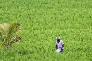 Market Fluctuations and MSP Realities: A Deep Dive into Assam’s Current Agricultural Pricing Trends