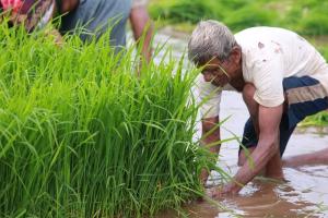 Market Imbalance: Market Prices for Key Indian Kharif Crops Diverge Sharply from Minimum Support Levels