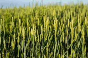  Market Mismatch: Rajasthan’s Kharif Harvest Faces Price Volatility as Arrivals Surge Against Support Benchmarks