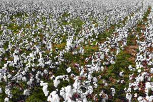 Market Pulse: Telangana Agricultural Trade Sees Strong Cotton and Paddy Performance Amidst Maize and Vegetable Volatility