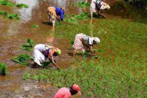 Market Rally: Maharashtra Agricultural Commodities Surge Past MSP Floor as Arrivals Stabilize