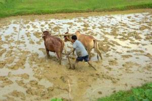 Market Realities and Price Gaps: Chhattisgarh’s 2026-27 Agricultural Landscape